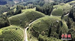 广西三江：侗乡春茶产销两旺