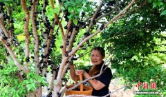 （乡村行·看振兴）广东西和村：嘉宝果喜迎丰收 带动富农增收